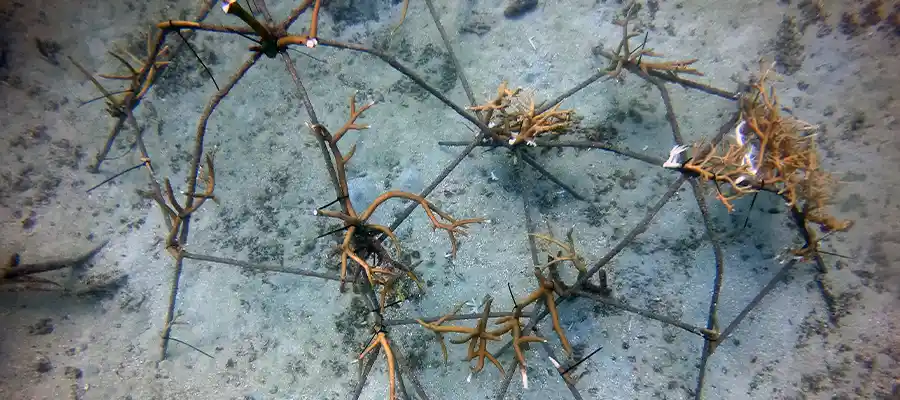 Spider structures at Junkyard