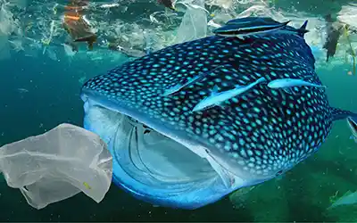 Whaleshark with plastic bag