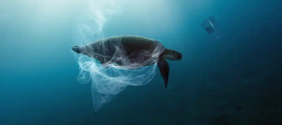 chronicles emma trash hero turtle entangled Turtle entangled in plastic wrapping