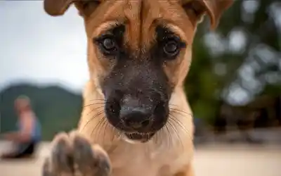 Koh Tao dog rescue
