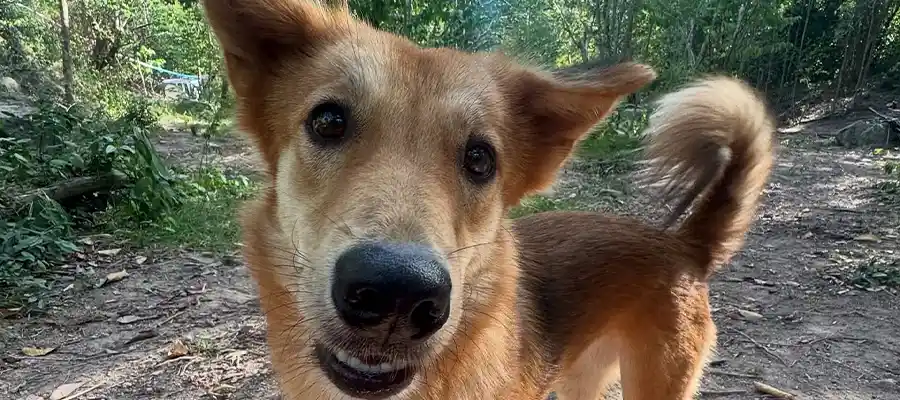 Happy dog in the jungle
