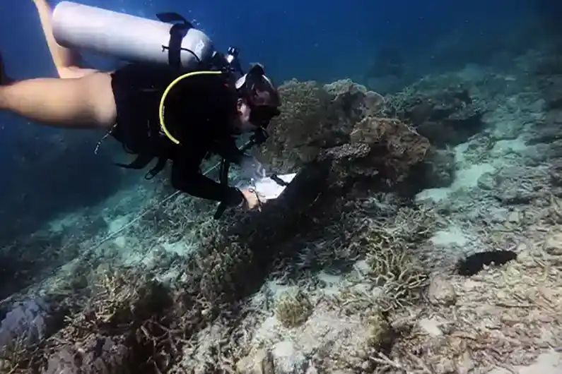 The Coral Tribe offer extensive marine conservation courses and internships