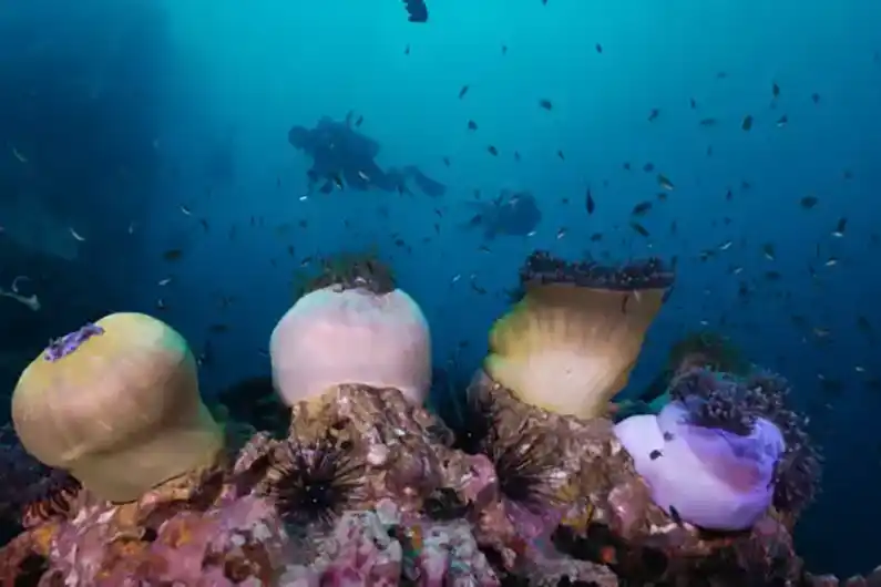 Coral Identification sea sponges and divers on Koh Tao