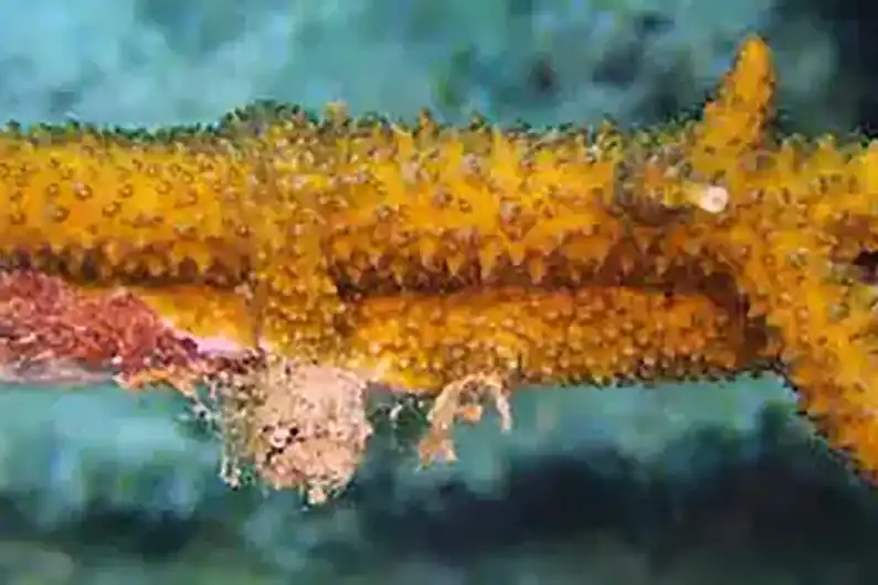 Close-up of transplanted coral by the coral tribe on Koh Tao