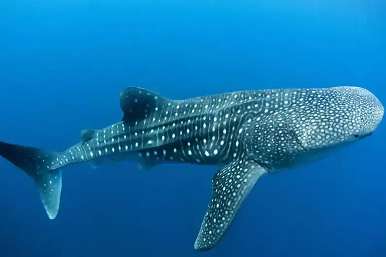Whale shark seen on fun dive with Crystal Dive Koh Tao