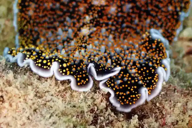 A flatworm moving across the sand underwater at Koh Tao