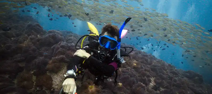 chronicles best school on koh tao diver underwater Diver and fish at Chumphon Pinnacle