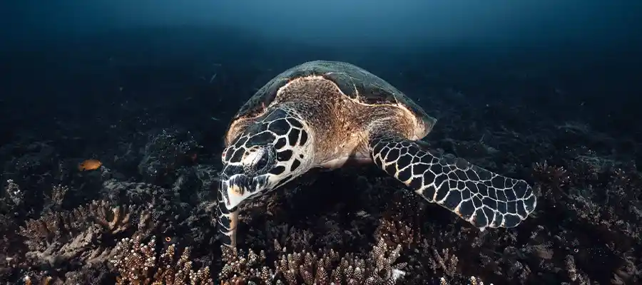 chronicles best school on koh tao turtle underwater Turtle underwater seen diving with Crystal Dive Koh Tao