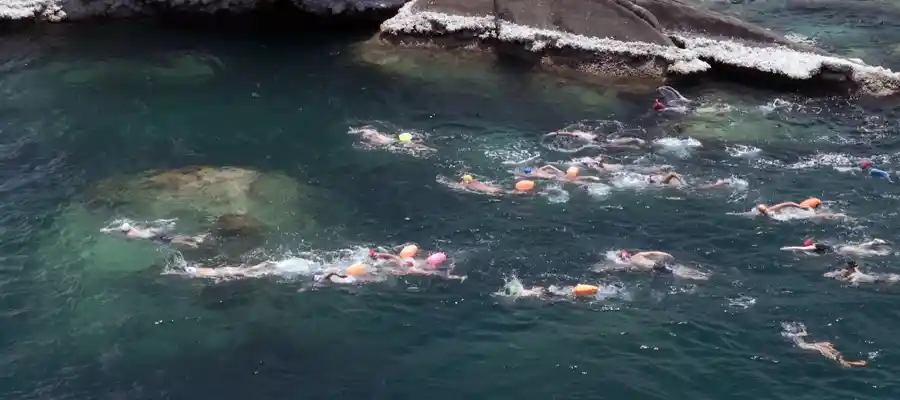 chronicles swim for sharks koh tao boat swim starts Swimming for koh tao marine conservation