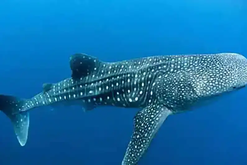 Whale shark seen during dive on Koh Tao Thailand