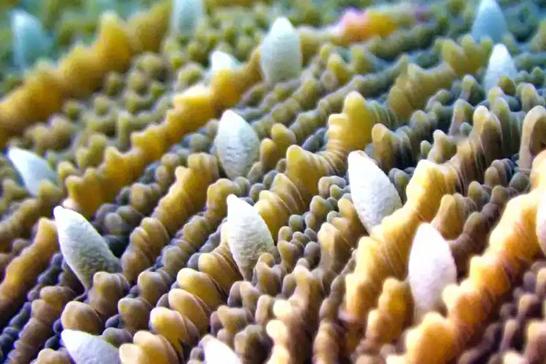 Close-up of coral planted during coral reef restoration diving course on Koh Tao