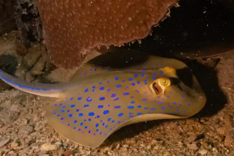 manta & ray ecology blue spotted ray underneath coral on Koh Tao
