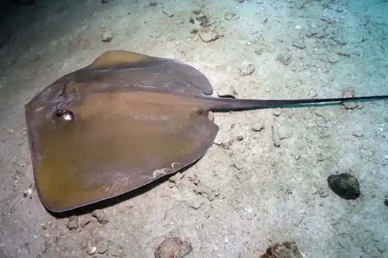 Manta & ray ecology Jenkins ray lying on the sea floor on Koh Tao