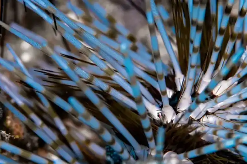 Marine Ecology sea urchin close up seen on Koh Tao