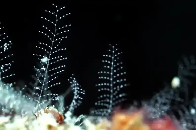 Marine Invertebrate Ecology Course invertebrates on Koh Tao Dive Site