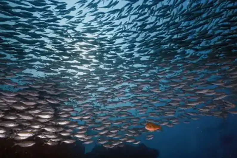 Underwater school of fusilier fish in nature