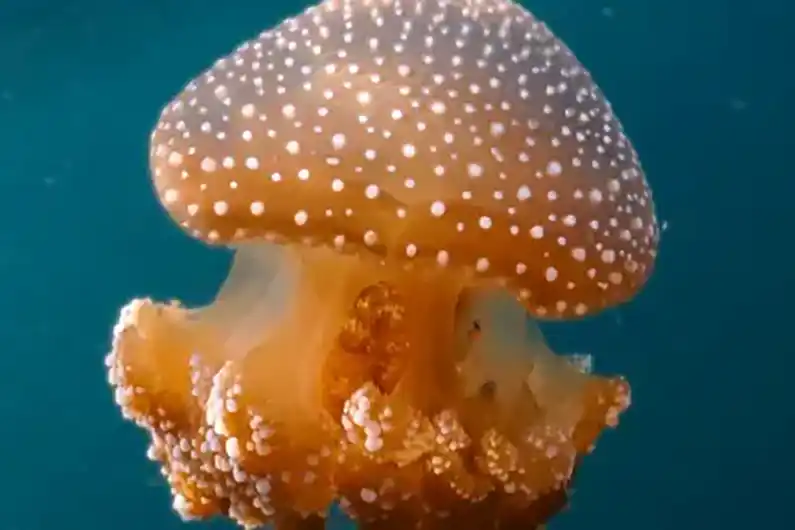 Jellyfish seen during one with nature package dive on Koh Tao