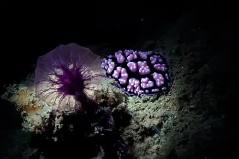 Underwater nudibranch in the dark in nature