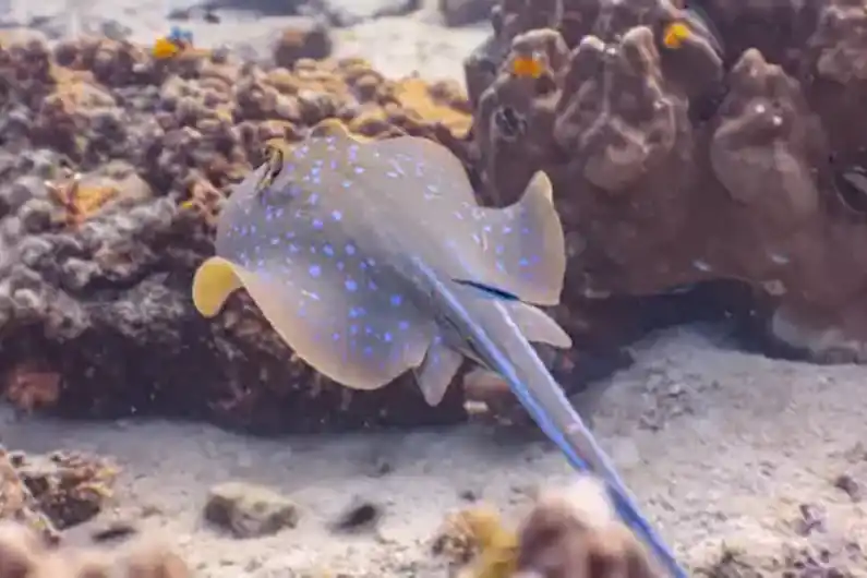 Underwater blue spotted stingray in nature