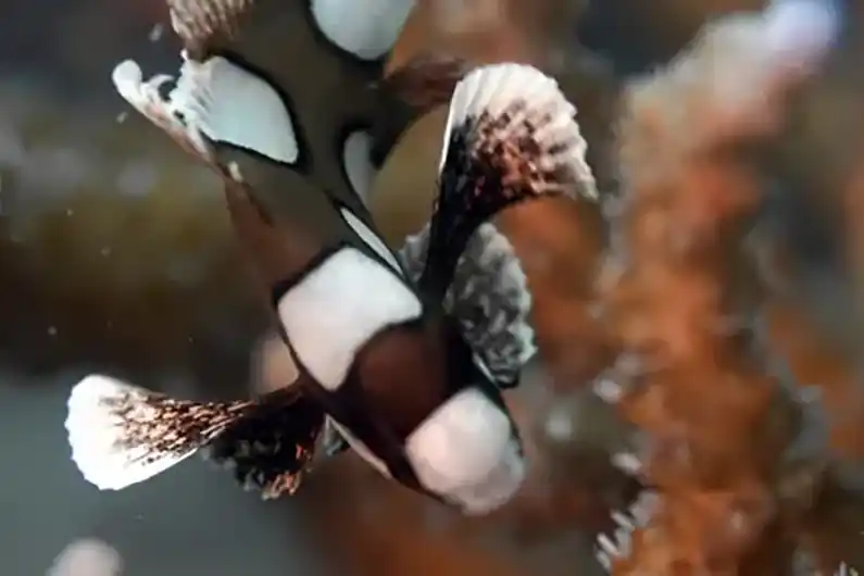 Underwater sweetlips fish in nature