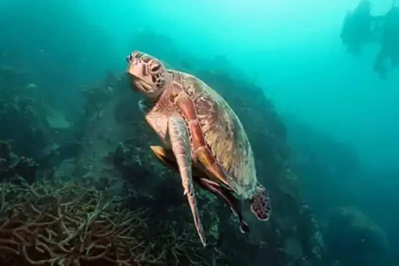 Underwater Sea Turtle in Nature