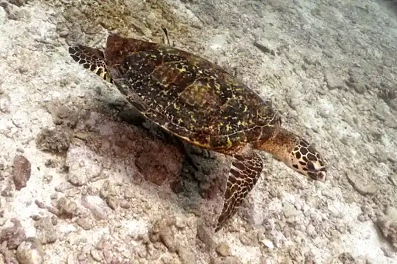 Sea Turtle Ecology turtle swimming over ocean floor on Koh Tao