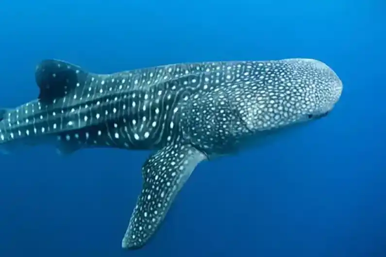 Shark ecology whaleshark seen swimming by on Koh Tao