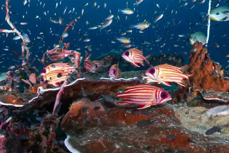 Fish Identification Course Squirrelfish seen on Koh Tao
