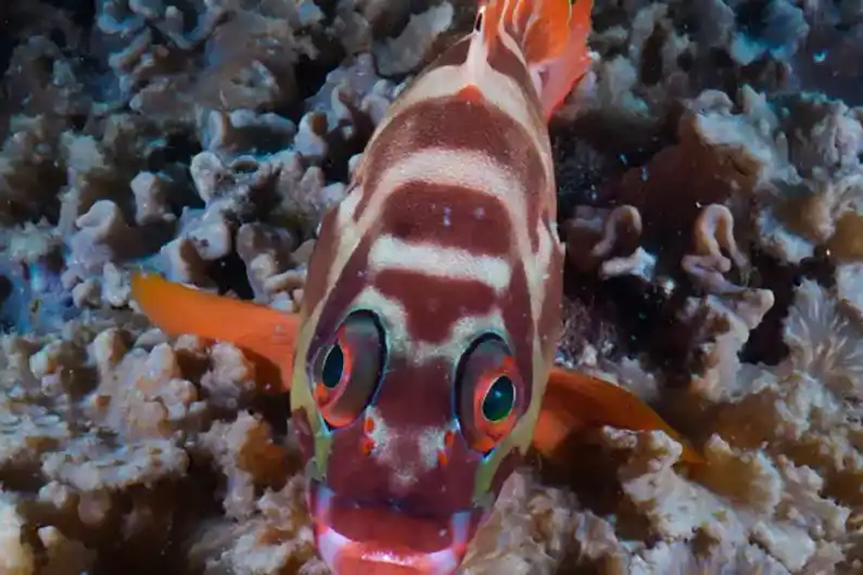 Fish Identification Red Breasted Wrasse seen on Koh Tao