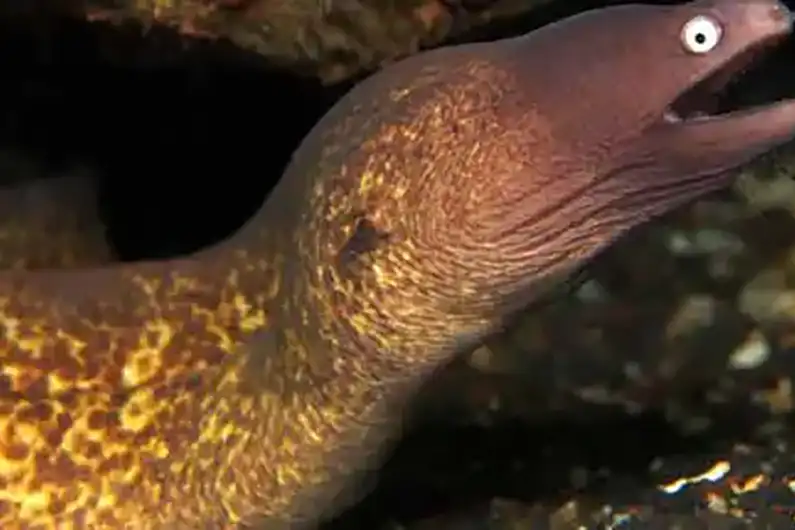 Moray Eel on Night Dive Course Koh Tao