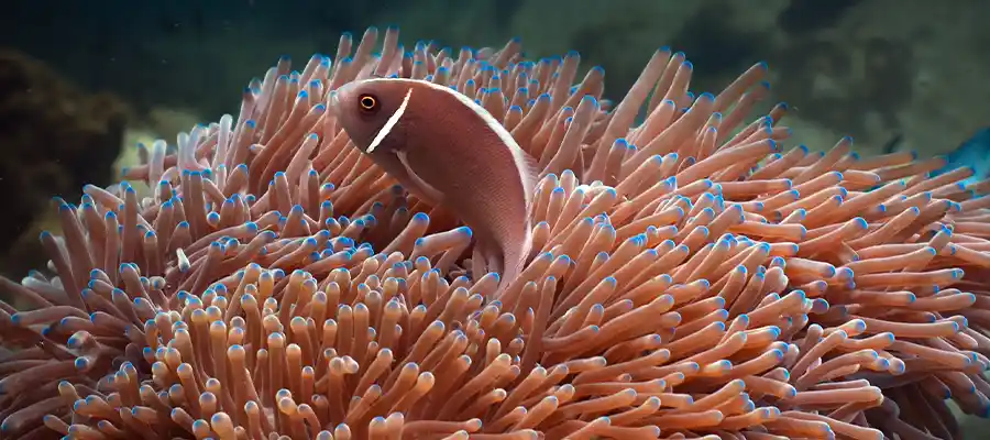 chronicles suncream and scuba nemo Anemonefish underwater on Koh Tao