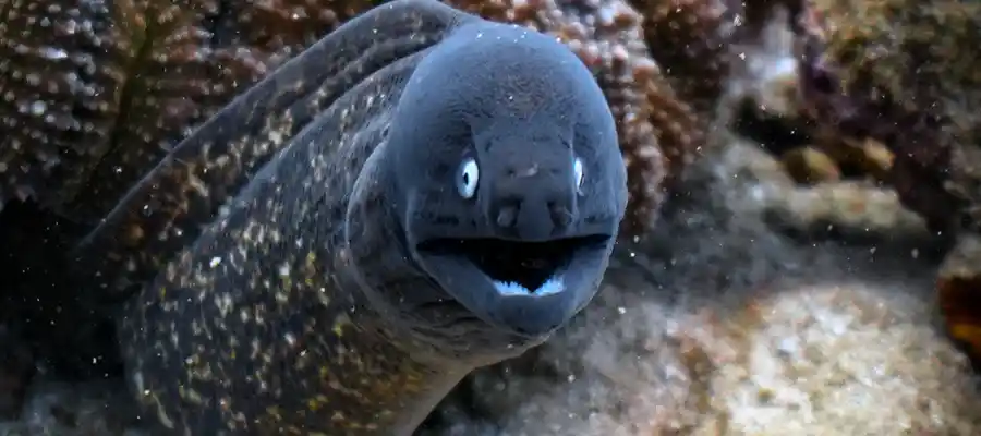 Moray Eel on Koh Tao, Thailand