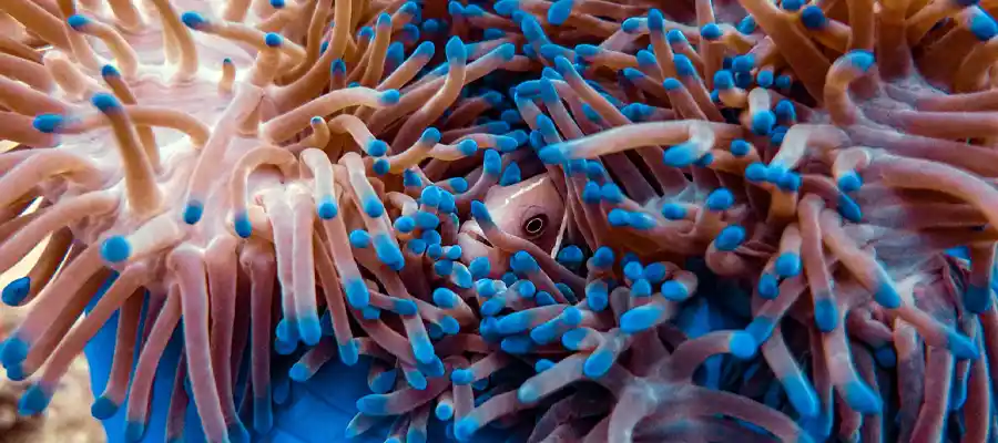 The real Nemo underwater on Koh Tao