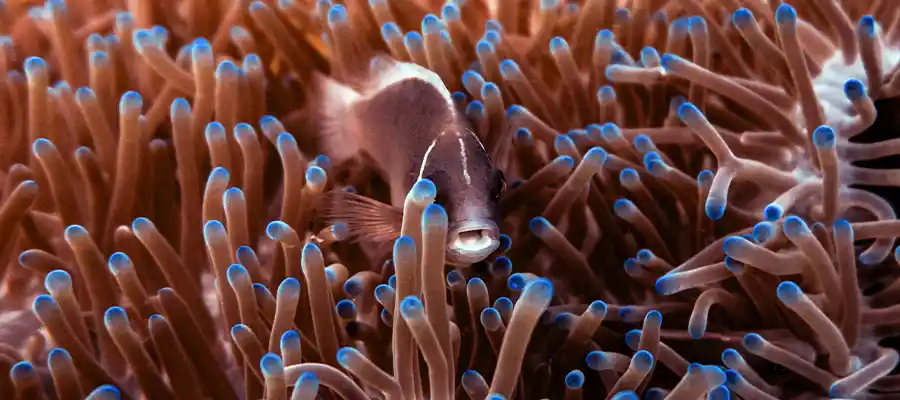 chronicles how to start diving nemo Anemonefish seen during scuba diver training