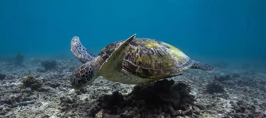 chronicles how to start diving turtle Learn to scuba dive on Koh Tao