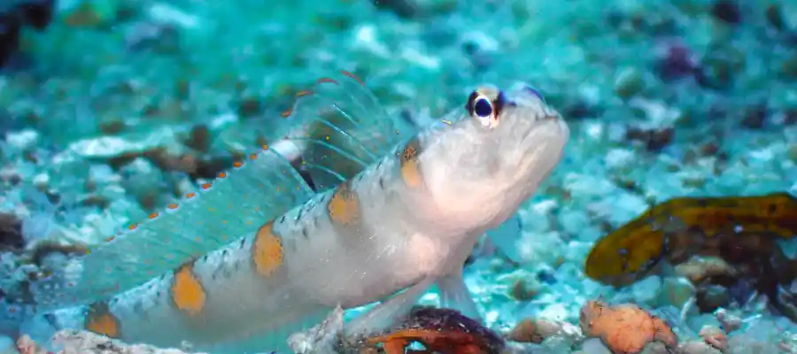 chronicles goby and shrimp Goby checking out the surroundings