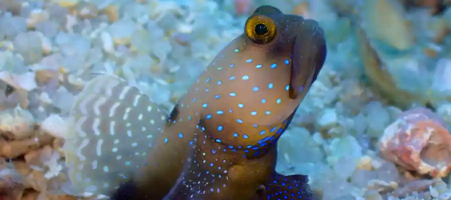 chronicles watchman goby Goby protecting its home